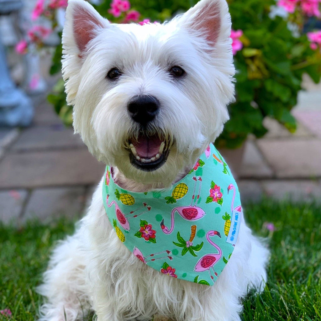 Bandana per cani - Flamingo Fun