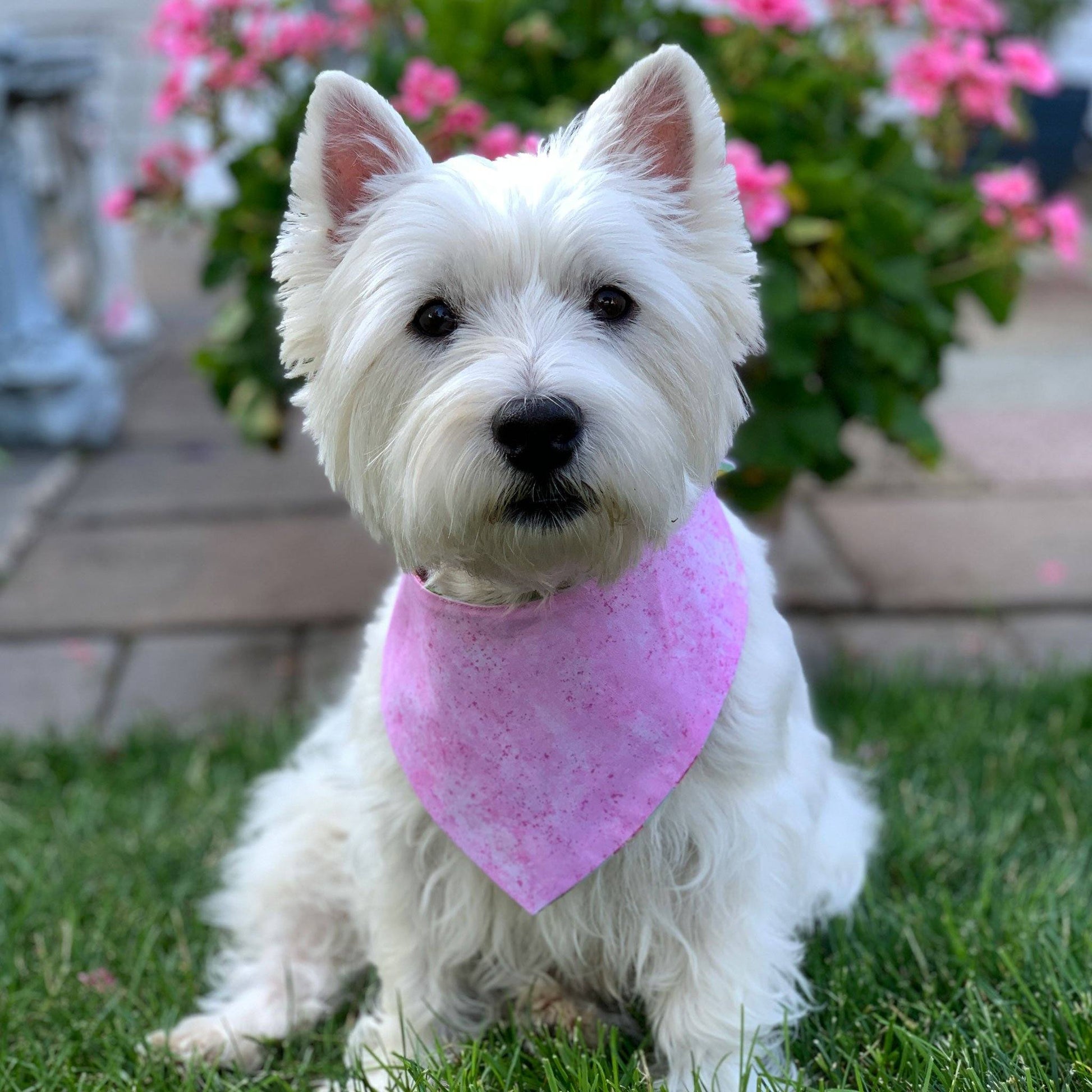 Bandana per cani - Flamingo Fun