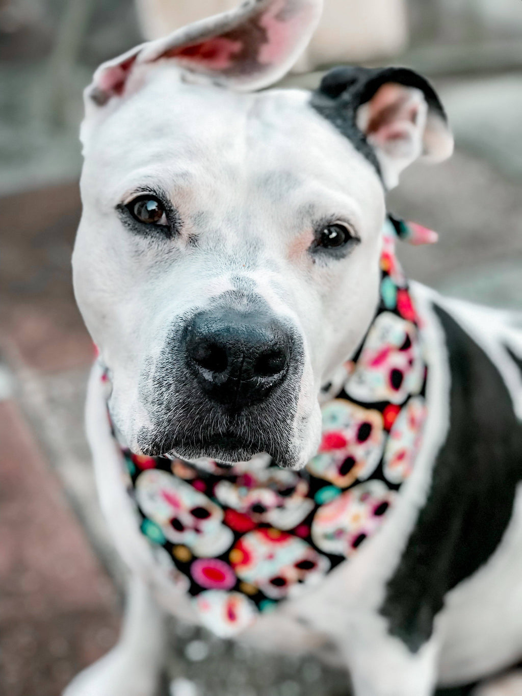 Bandana per cani - Teschi di zucchero