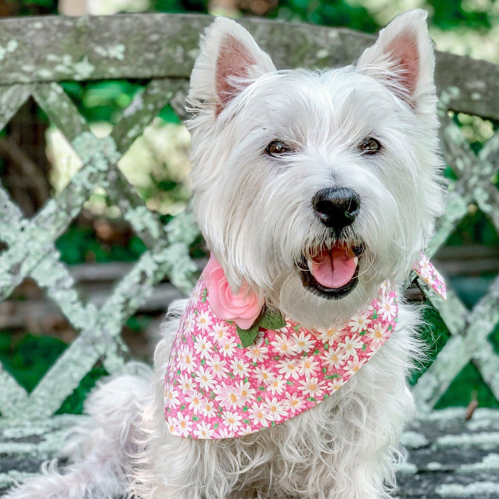 Bandana per cani - Darling Daisies