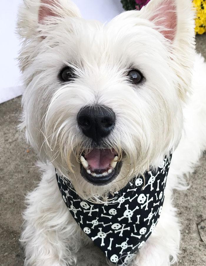 Bandana per cani - Teschi di zucchero