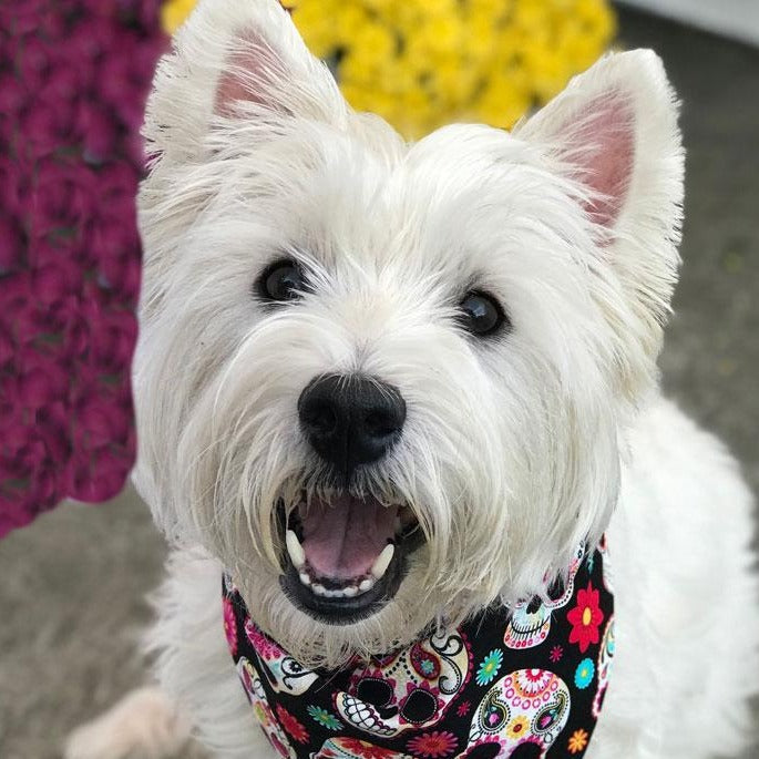 Bandana per cani - Teschi di zucchero