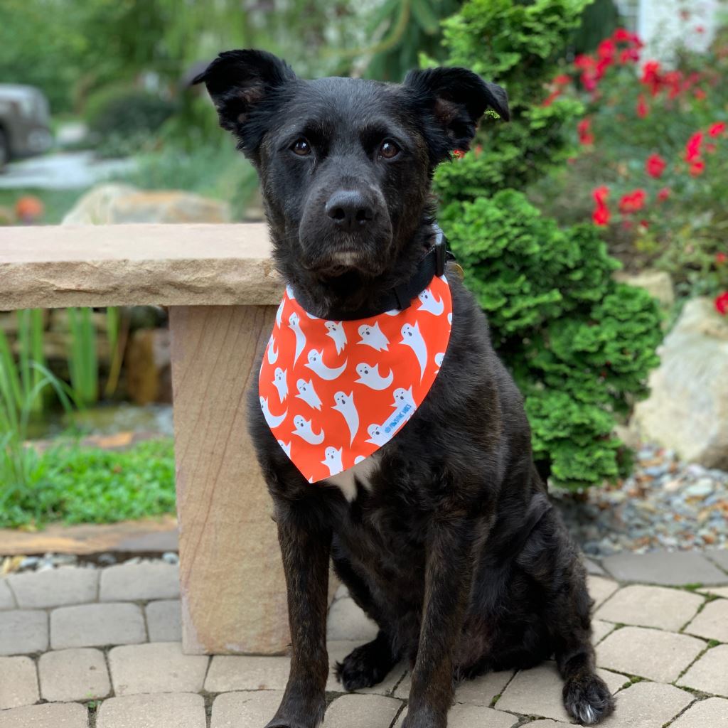 Bandana per cani - Happy Ghosts Reversibile
