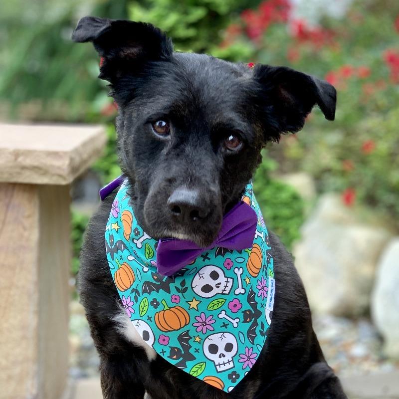 Bandana per cani - Teschi e pipistrelli
