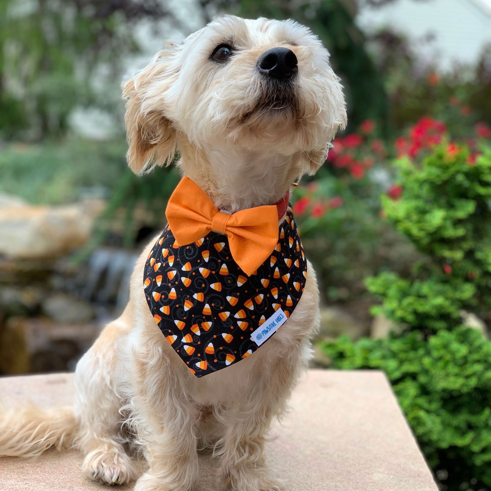 Bandana per cani - Caramella di mais scintillante