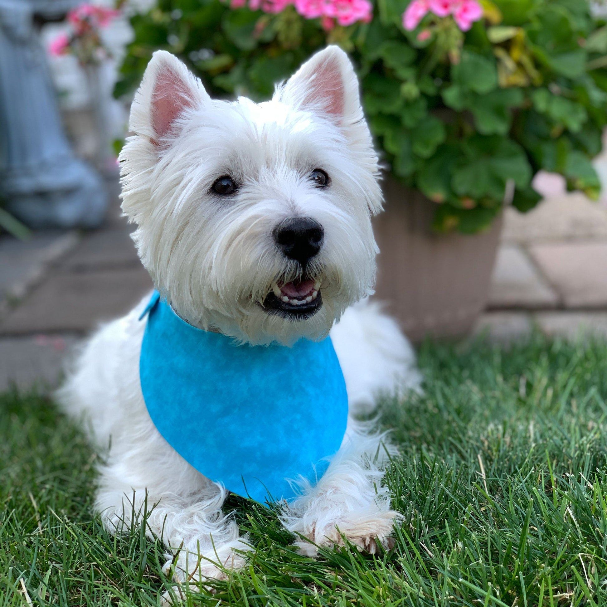 Bandana per cani - Unicorni magici