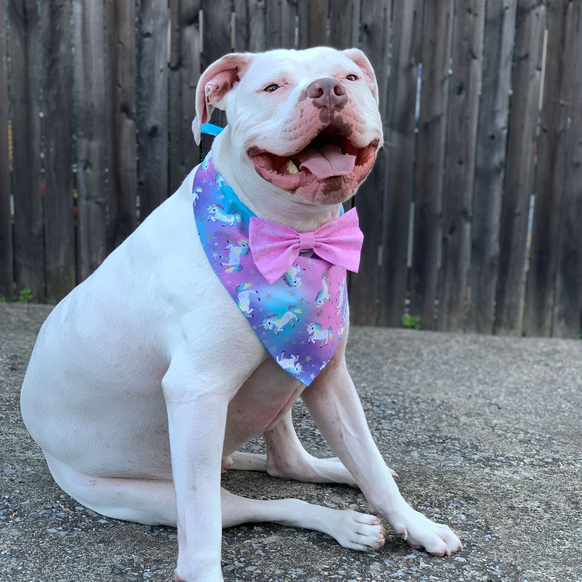 Bandana per cani - Unicorni magici