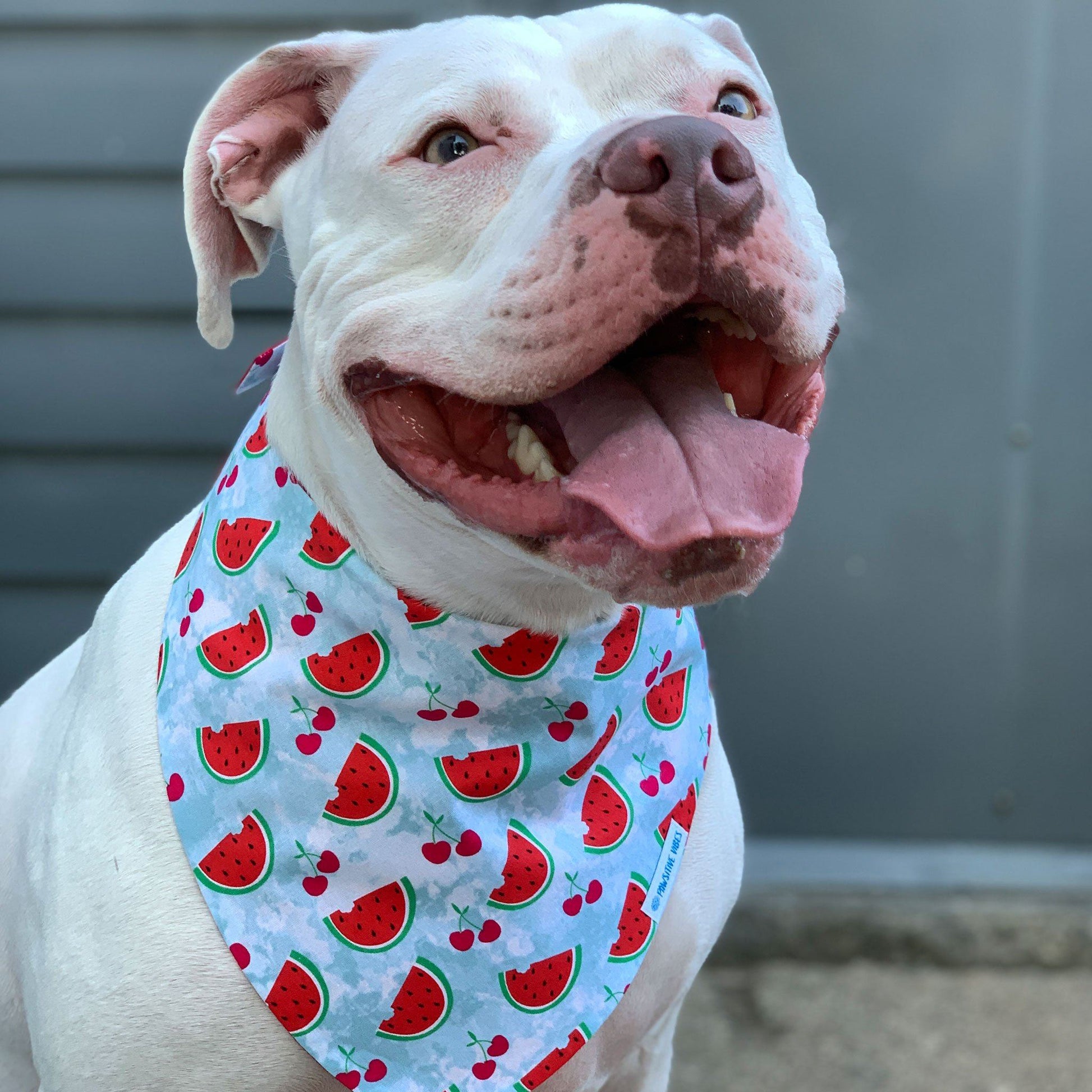 Bandana per cani - Anguria e ciliegie