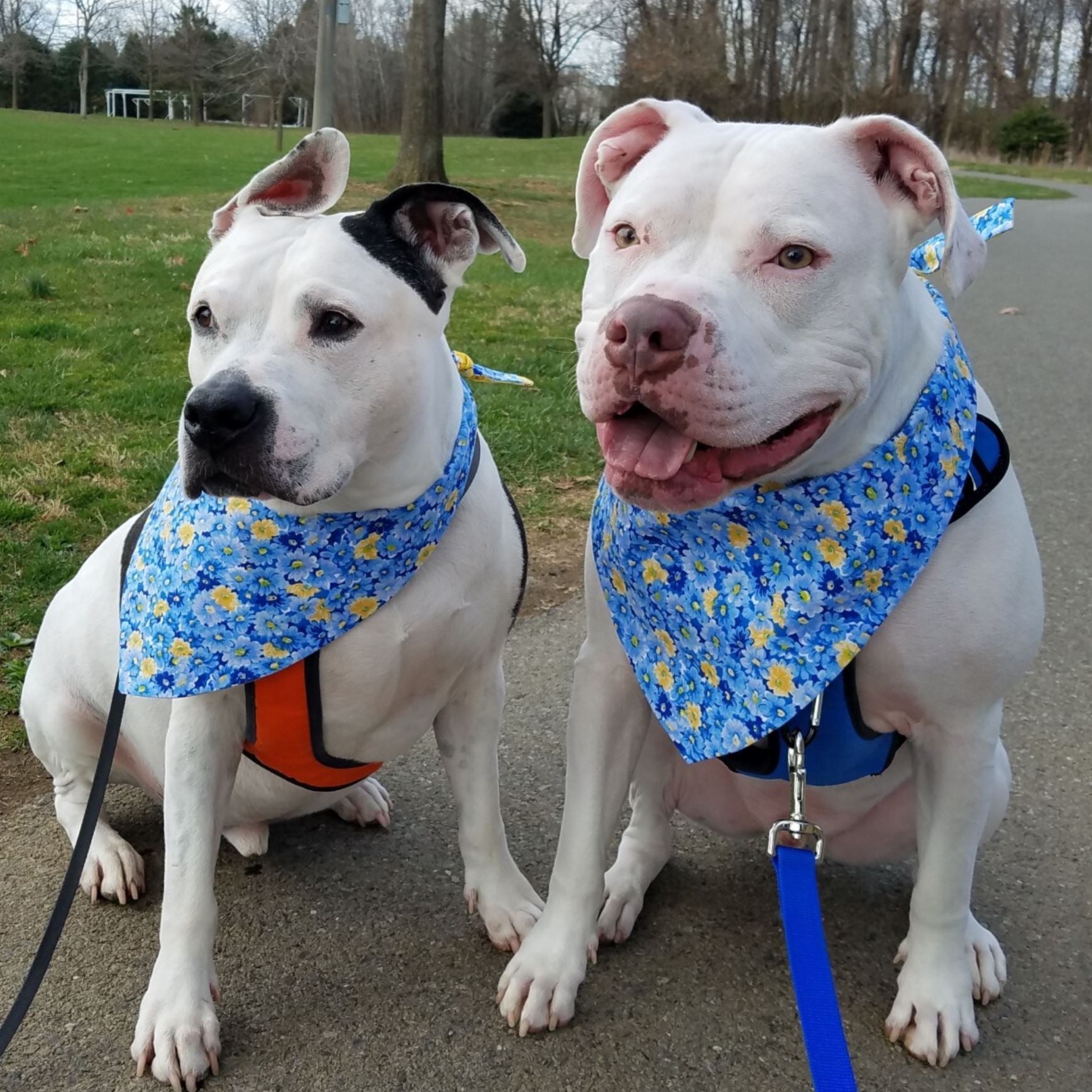 Bandana per cani - Bee Happy