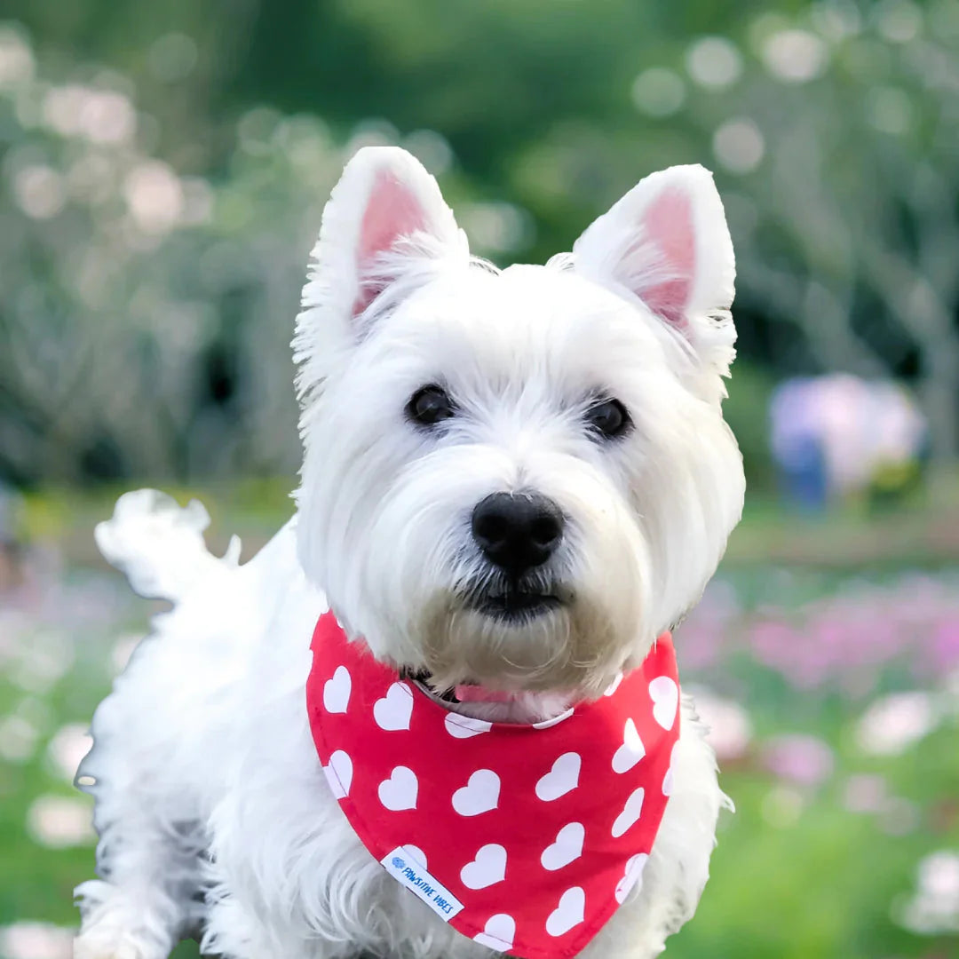 Bandana per cani - Cuori grandi