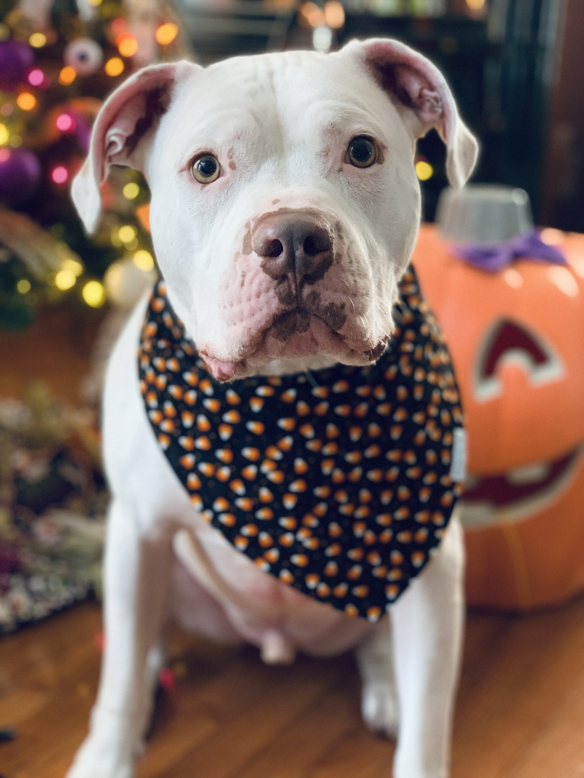 Bandana per cani - Caramella di mais scintillante